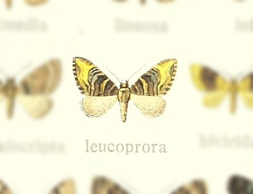 Eupithecia leucoprora