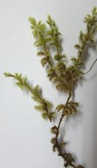 Racomitrium pruinosum