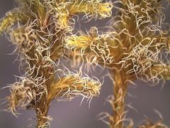 Racomitrium pruinosum