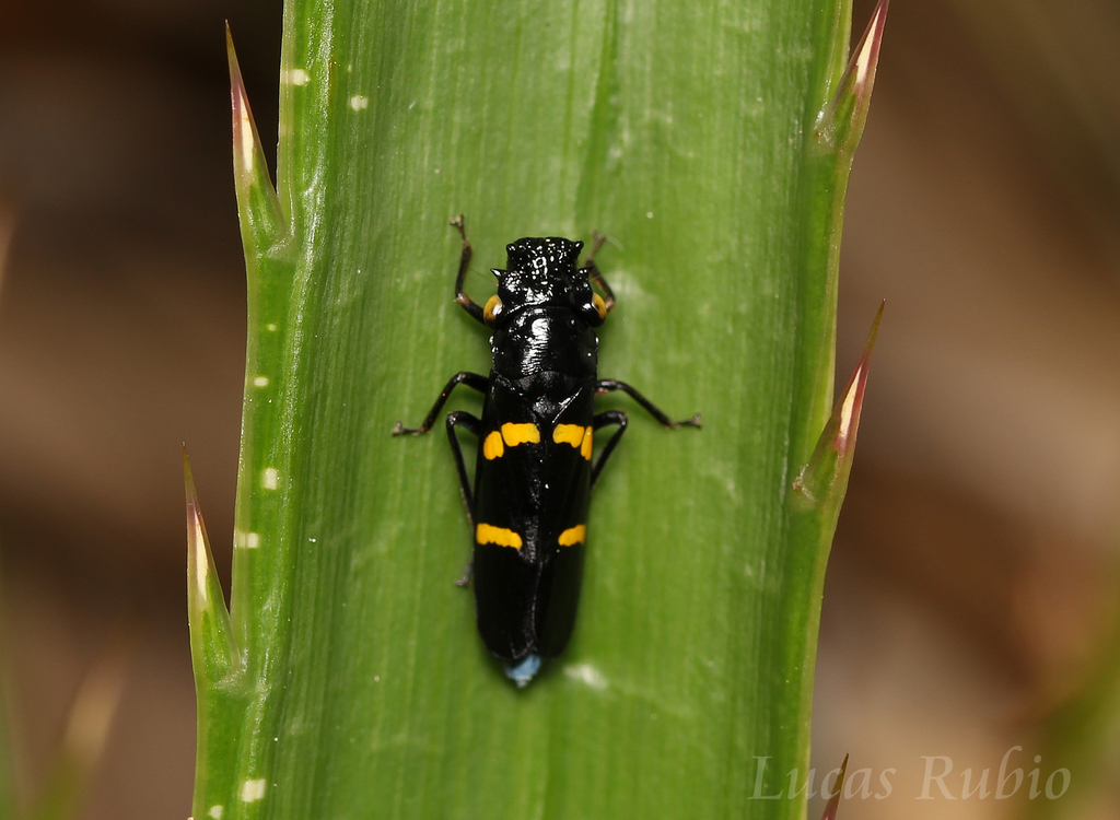 Ochrostacta diadema