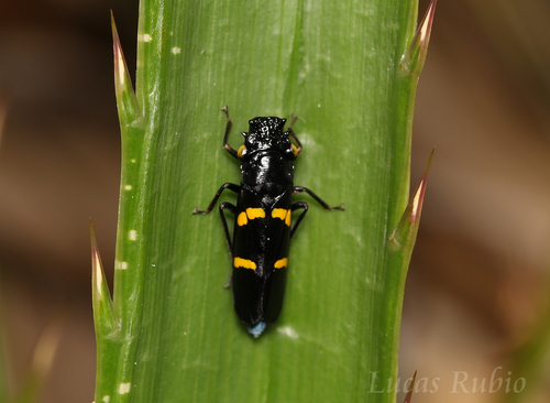 Ochrostacta diadema