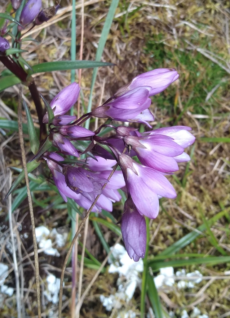 Gentianella pilgeriana