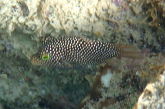 Canthigaster punctatissima