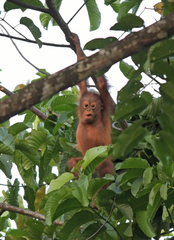 Pongo pygmaeus