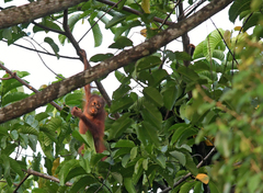 Pongo pygmaeus