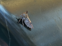 Microcentrus perditus