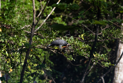 Buteogallus schistaceus