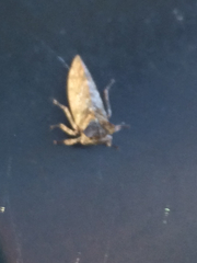 Microcentrus perditus