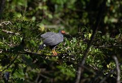 Buteogallus schistaceus