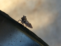 Microcentrus perditus