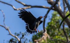 Buteogallus schistaceus