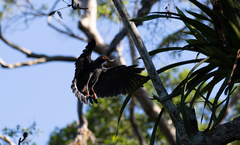 Buteogallus schistaceus