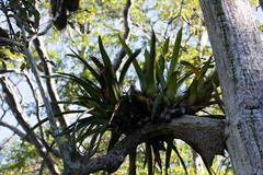 Buteogallus schistaceus