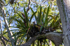 Buteogallus schistaceus