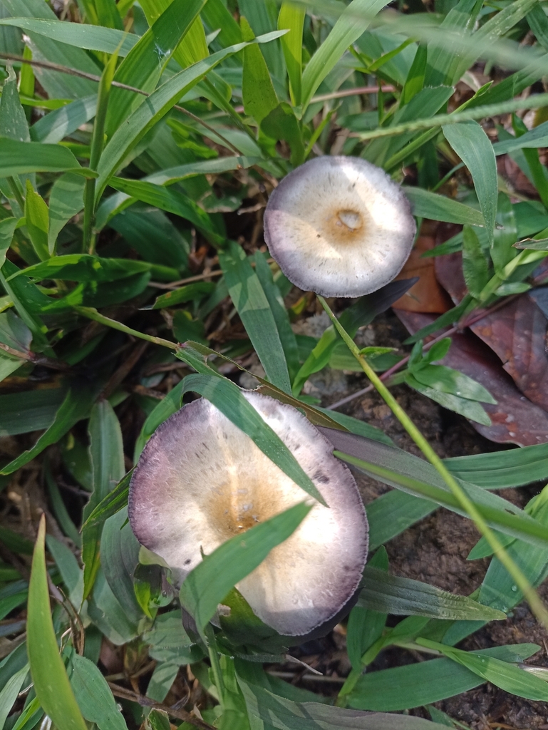 Psilocybe cubensis · April 2023 · photo: © biomartita (iNaturalist, cc-by)