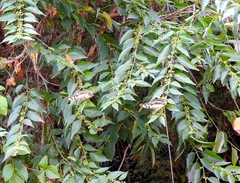 Colubrina triflora