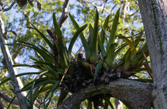 Buteogallus schistaceus