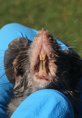 Reithrodontomys fulvescens