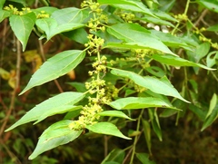 Colubrina triflora