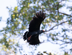 Buteogallus schistaceus