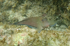 Ophioblennius steindachneri