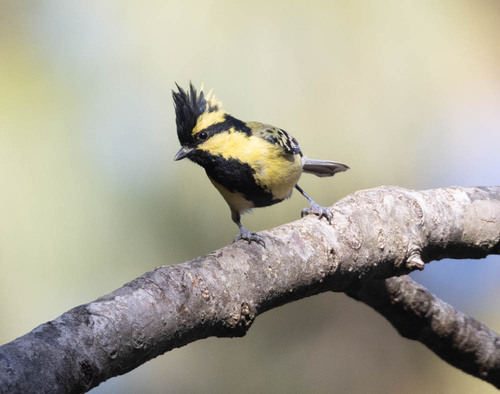 Himalayan Black-lored Tit (Machlolophus xanthogenys), photo 8