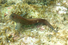 Ophioblennius steindachneri