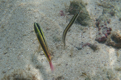 Plagiotremus azaleus