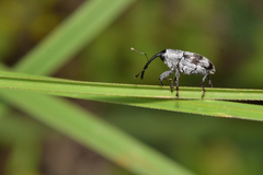 Geraeus