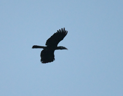 Anorrhinus galeritus