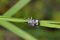 Geraeus