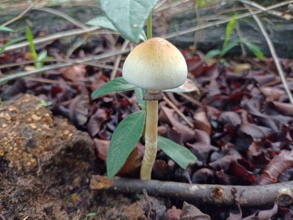 Psilocybe cubensis · April 2023 · photo: © biomartita (iNaturalist, cc-by)