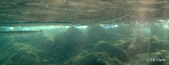 Platybelone argalus