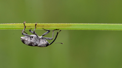 Geraeus
