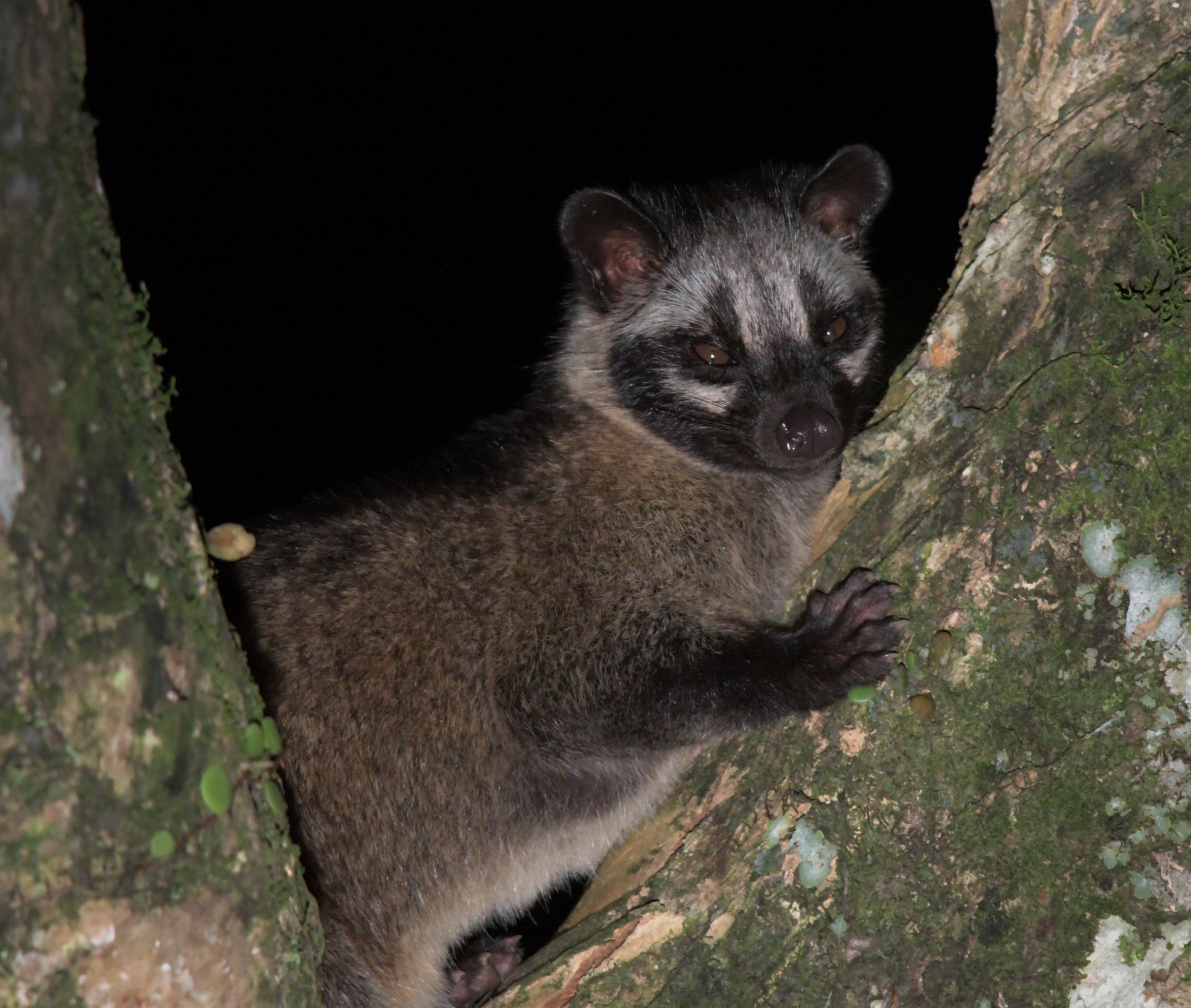 palm civet