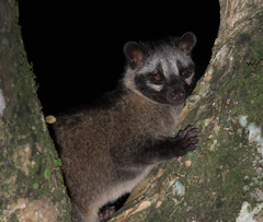Paradoxurus philippinensis