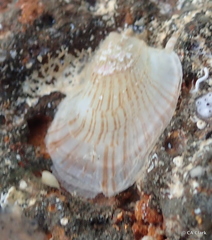 Isognomon perna