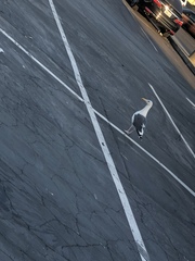Larus occidentalis