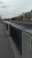 Chroicocephalus ridibundus