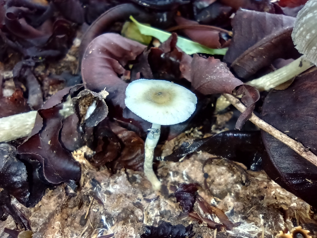 Psilocybe cubensis · April 2023 · photo: © biomartita (iNaturalist, cc-by)