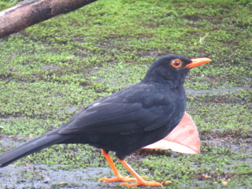 Glossy-black Thrush (Turdus serranus), photo 10