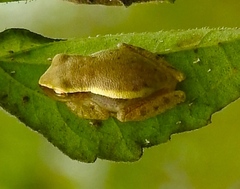 Tlalocohyla smithii