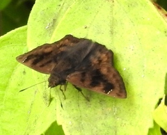 Nisoniades bromias
