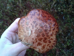 Suillus spectabilis