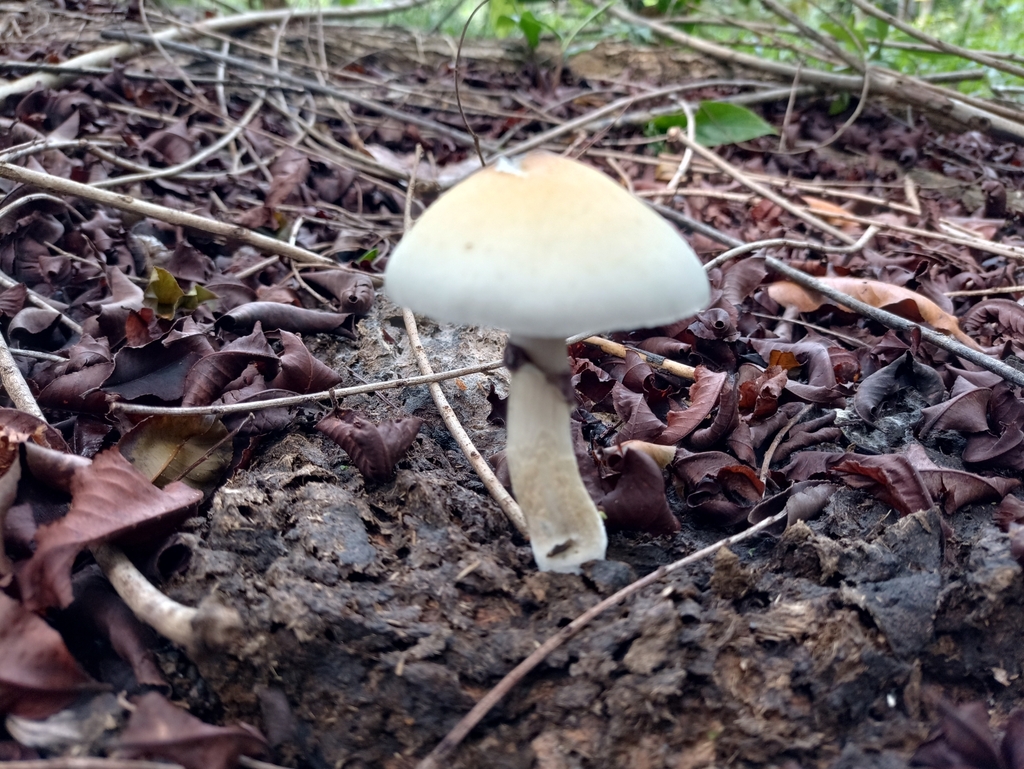 Psilocybe cubensis · April 2023 · photo: © biomartita (iNaturalist, cc-by)