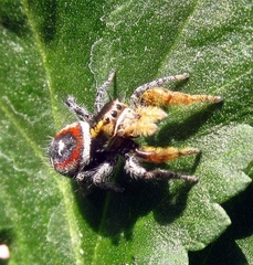 Phidippus cruentus