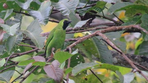 Chloropsis sonnerati observed 2020-06-03
