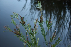 Melaleuca subulata