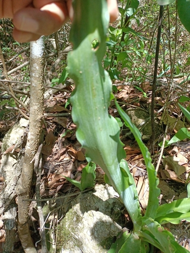 Image of Manfreda variegata by (c) José Gerardo Velasco, some rights reserved (CC BY-SA)