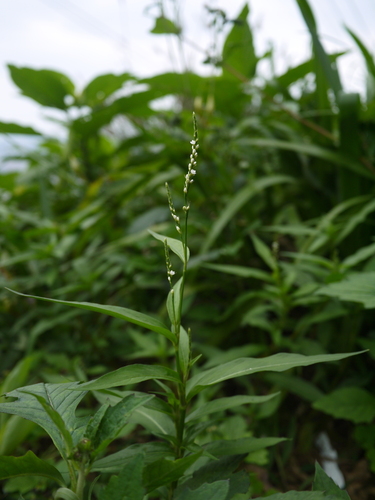 Persicaria barbata iNat (3)